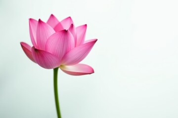 Single pink lotus blossom, minimal white backdrop, isolated, zen, pure