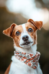Captivating Dog Portrait: A Heartwarming Capture of Canine Charm in a Beautiful Outdoor Setting