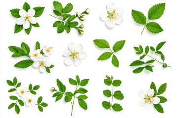 Delicate Cherry Blossom Petals Isolated on White Background Capturing Soft Nature's Beauty