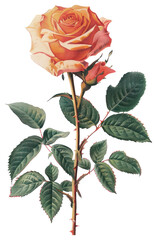 Fototapeta premium PNG Rose shape collage cutout vintage flower illustration.