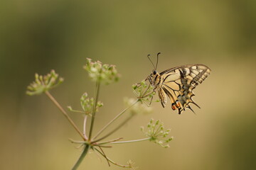 una farfalla macaone in estate