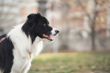 A border collie stands in a grassy city park during winter. The background shows soft lighting and bare seasonal trees.