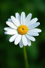 Obraz premium Single Marguerite daisy, vibrant white petals, yellow center , marguerite daisy, bright, summer
