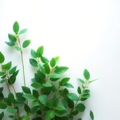 Fototapeta premium green leaves background