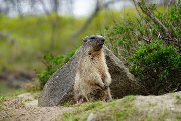 Marmot o prairie dog in the mountains in wild