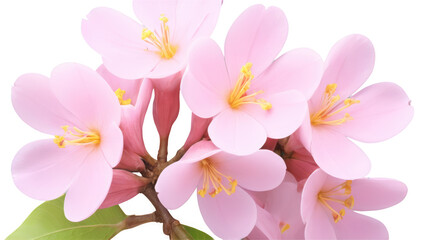 Obraz premium tabebuia