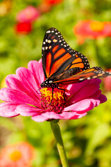 Monarch Butterfly on Zinnia Flower