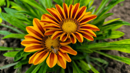 blooming treasure flowers, gazanias, in the garden