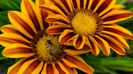 blooming treasure flowers, gazanias, in the garden