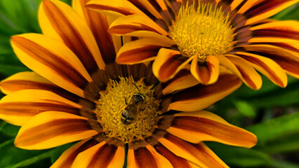 blooming treasure flowers, gazanias, in the garden