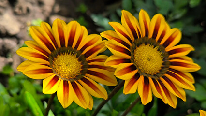 blooming treasure flowers, gazanias, in the garden