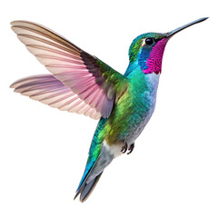 Fototapeta premium hummingbird on a branch