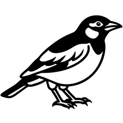 Fototapeta premium Vector Illustration of Sparrow Bird Silhouette for Tattoos and Nature Design