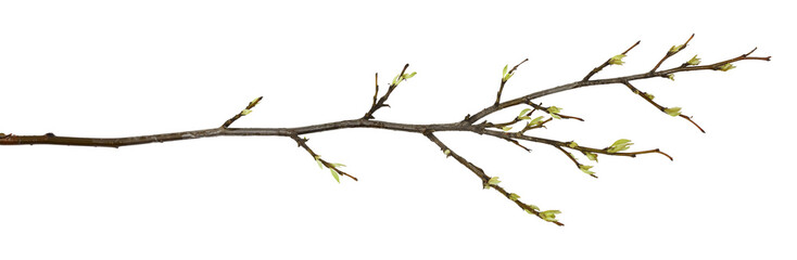 The first spring leaves on a tree branch isolated on white or transparent background