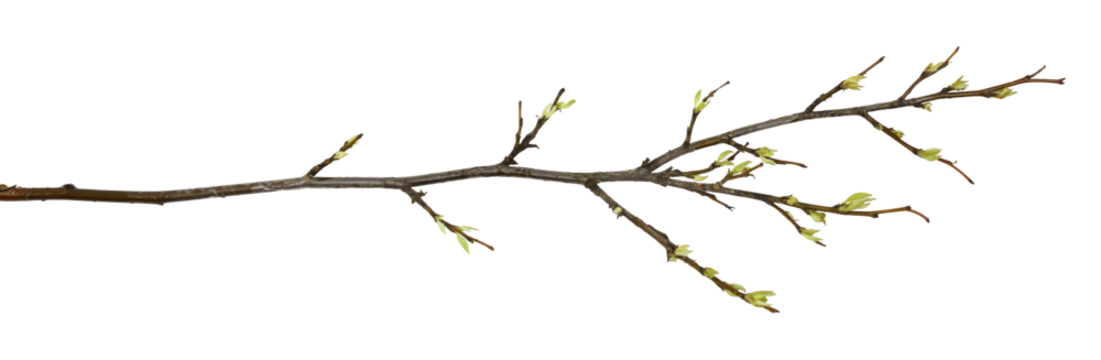 The first spring leaves on a tree branch isolated on white or transparent background