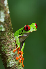 Captivating Red-Eyed Tree Frog on a Branch: A Glimpse into Rainforest Wildlife and Biodiversity