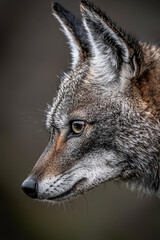 Fototapeta premium A Captivating Portrait of a Wild Animal: Exploring the Elegance and Fierce Stare of Nature's Canine Predator