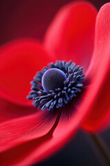 Captivating Macro Shot of a Red Anemone Flower Showcasing Its Intricate Purple Center and Stunning Petals