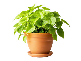 Obraz premium Isolated Neon Pothos Plant in Terracotta Pot