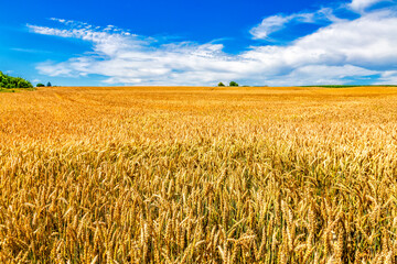 Ears of wheat on a blue sky background.Harvestable wheat field blue sky white clouds.Wheat close up.Agricultural farm.