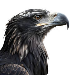 Eagle Portrait. 