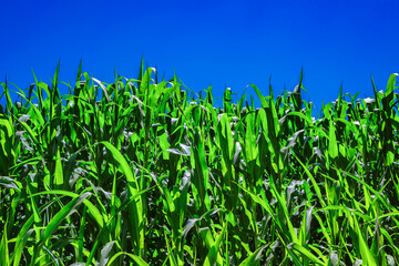 Fototapeta premium Corn field. Corn green sprouts.Corn cultivation. Corn vivid leaves in a sunny bright day