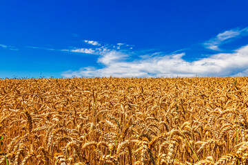 Ears of wheat on a blue sky background.Harvestable wheat field blue sky white clouds.Wheat close...