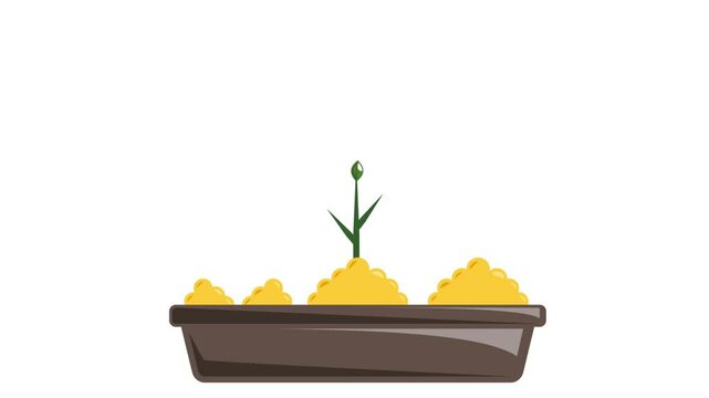 Flower transformation from seed to plant animation, germination process time lapse animated video, Home Lawn  Gardening diy clip, Farm Plantation hobby footage agriculture horticulture motion graphics