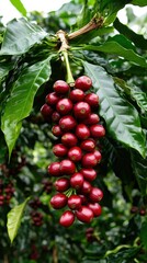Lush green coffee plantations bask under natural sunlight, where vibrant bright red coffee cherries flourish on the coffee plants
