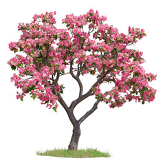 Obraz premium PNG Spring tree outdoors flowers nature.