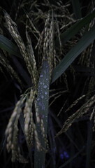 dew water and rice leaves