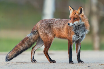 Familie Fuchs in einem Stadtpark