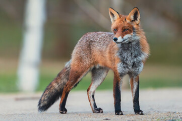 Familie Fuchs in einem Stadtpark