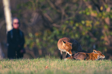Familie Fuchs in einem Stadtpark