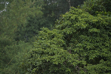 Lush Rainforest Canopy in Tropical Climate