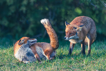 Familie Fuchs in einem Stadtpark