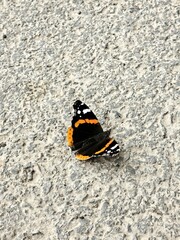 Kolorowy Motyl © Wojciech