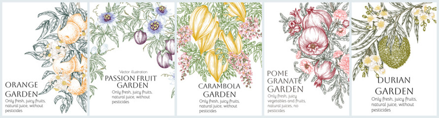 Set of 5 vector banners with tropical fruits. Linear color elements. Orange, durian, pomegranate, carambola, passion fruit. Farm organic growing brochure template. Exotic sweets