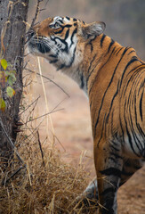 Fototapeta premium tigre Inde