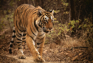tigre Inde