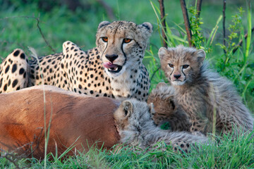 Guépard et ses petits