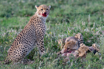 Guépard et ses petits