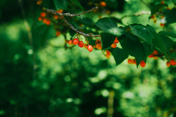 leaves background,Tree branches with red fruits, a season full of cherry fruits.