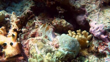 Dwarf hawkfish on a coral reef.