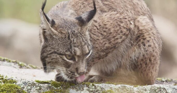 Iberian lynx (Lynx pardinus) licking its paw in a Mediterranean landscape in the Sierra de And&uacute;jar, Andaluc&iacute;a, Spanish.