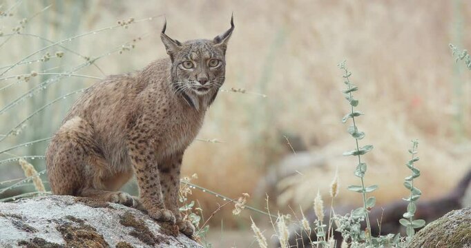 Iberian lynx (Lynx pardinus) in a Mediterranean landscape in the Sierra de And&uacute;jar, Andaluc&iacute;a, Spanish on a rainy day