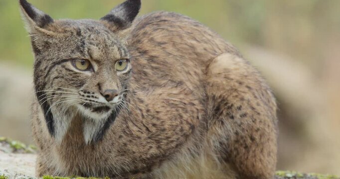 Iberian lynx (Lynx pardinus) in a Mediterranean landscape in the Sierra de And&uacute;jar, Andaluc&iacute;a, Spanish.