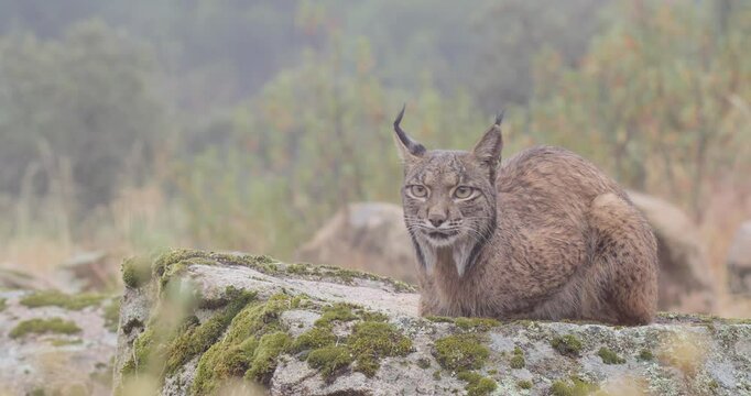 Iberian lynx (Lynx pardinus) in a Mediterranean landscape in the Sierra de And&uacute;jar, Andaluc&iacute;a, Spanish.