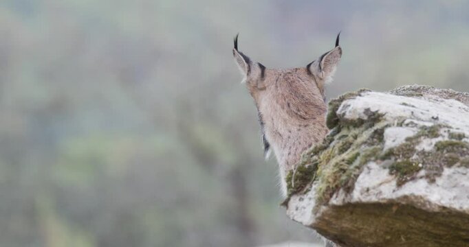 Iberian lynx (Lynx pardinus) in a Mediterranean landscape in the Sierra de And&uacute;jar, Andaluc&iacute;a, Spanish