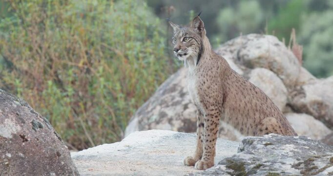 Iberian lynx (Lynx pardinus) in a Mediterranean landscape in the Sierra de And&uacute;jar, Andaluc&iacute;a, Spanish with focus transition.
